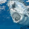В Австралии заплывшая в реку акула убила подростка