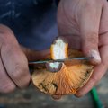 Mükoloog selgitab: kas seene peab kohe minema viskama, kui selle sees on paar ussiauku?