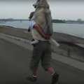 VIDEO: Nalja nabani! Jalutuskäigust väsinud husky palub peremehel end selga võtta