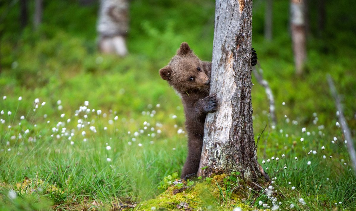 Karupoeg uurib märgistatud puud. Pildil olev karu pole videoga seotud.