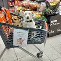 NUNNUD FOTOD | Soomes saab nüüd minna toidupoodi, koer ostukärus!