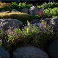 Kiviktaimla rajamine — kuidas valida ja istutada taimi