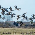 Комиссия по окружающей среде ужесточит правила охоты на водоплавающих птиц