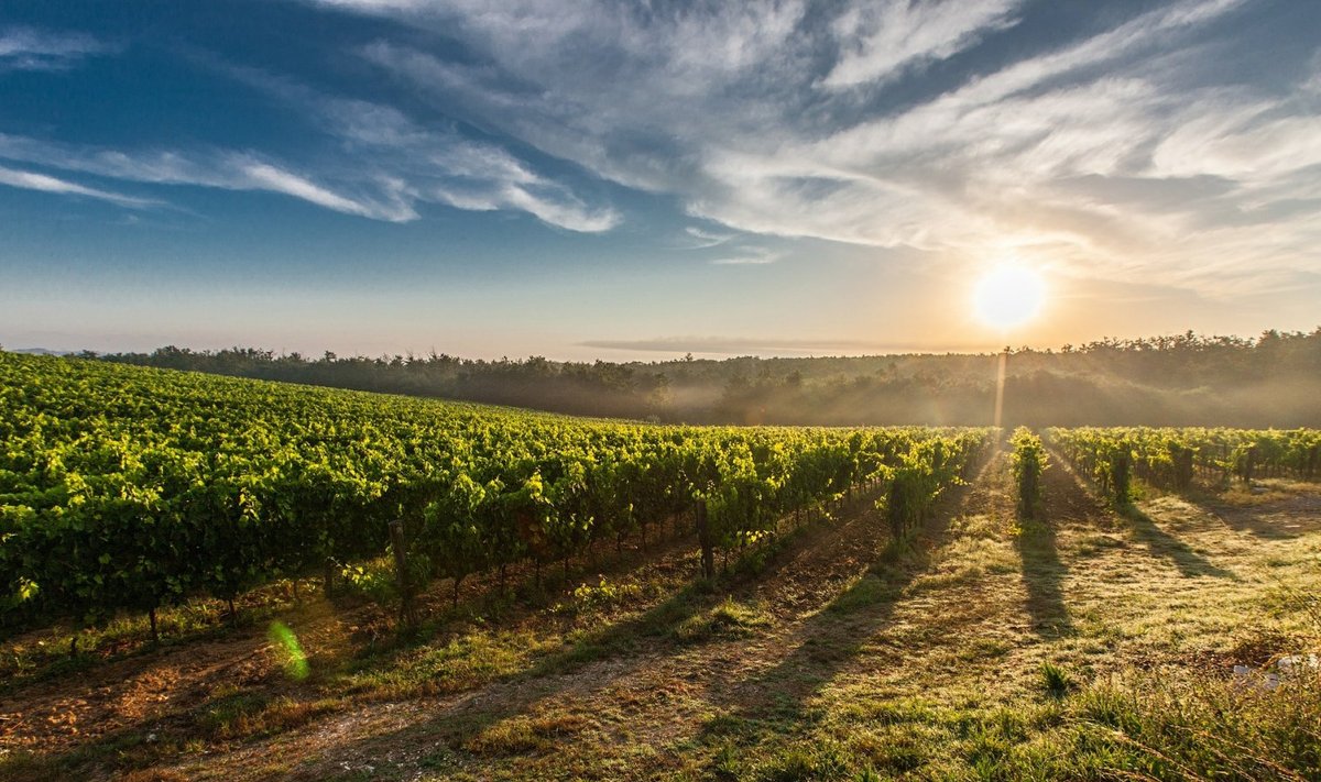 Viinamarjaistandus Toscanas