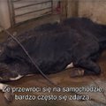 ВИДЕО | Страшные кадры со скотобойни в Польше: в Финляндии уже расследуют, могло ли мясо больных животных попасть к ним