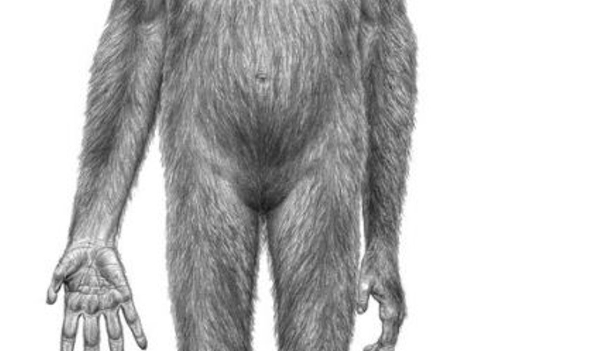 4,4 miljonit aastat tagasi elanud inimese eellane Ardipithecus ramidus 