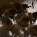 МИЛОЕ ВИДЕО | Самка крохаля "усыновила" найденных в Мустамяэ птенцов
