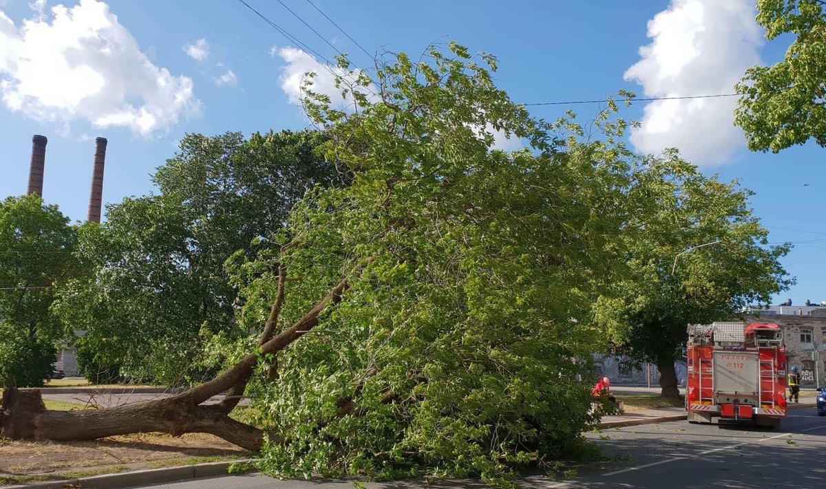 Vana-Lõuna  tänaval eemaldavad päästjad teele kukkunud puud