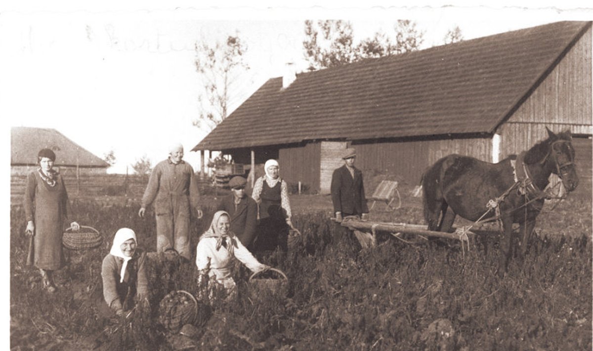 Põllumajandusliku maana on Eesti elanike heaolu alati  sõltunud toiduainete  ekspordivõimalustest. Sellel  1930. aastal  tehtud  pildil käib kartulivõtt Viljandi­­maal Sammaste külas Meose talus.