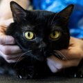 New Yorgi osariigis osutus positiivseks kahe kassi koroonaviiruse proov
