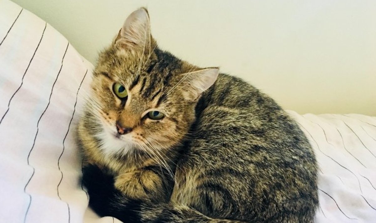 Pesaleidja hoole all olev kass Dreambell on kodu otsinud juba pea 3 aastat.