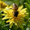 Kartke herilasi ja mesilasi