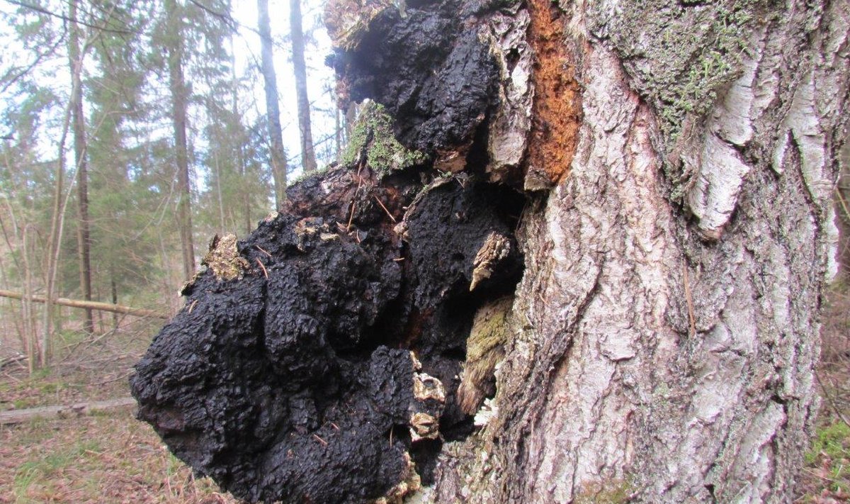 Must pässik ehk chaga on kasetüvedel leviv haigus, mille võimsad raviomadused on pannud metsaomanikud seda teadlikult kasvatama.