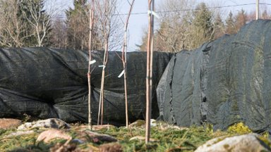 Varjutuskangas kaitseb kõrvetava päikese eest nii noort elupuuhekki kui ka teisi taimi