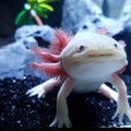 Aksolotl- salamandrite Peeter Paan