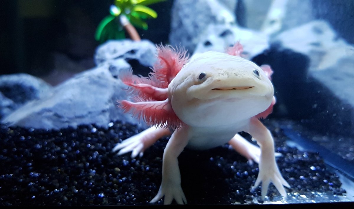 Axolotl