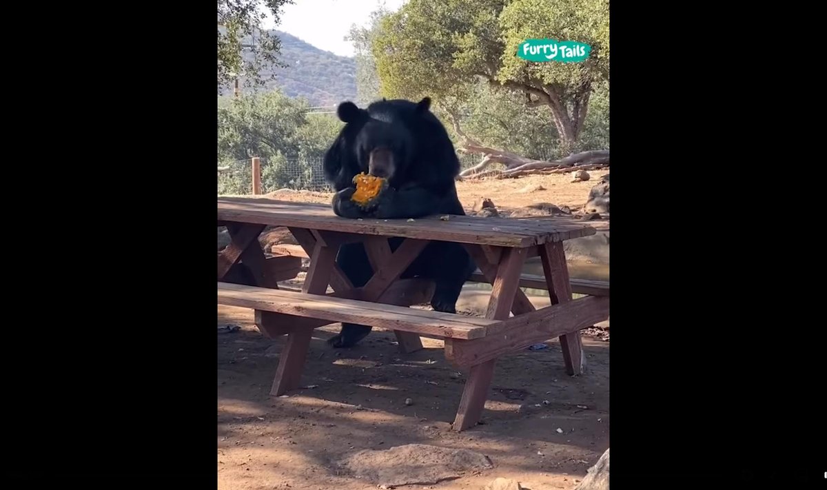 Karu laua taga
