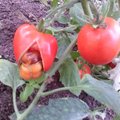 PÄEVAPILT: Tomat neelas teise tomati alla