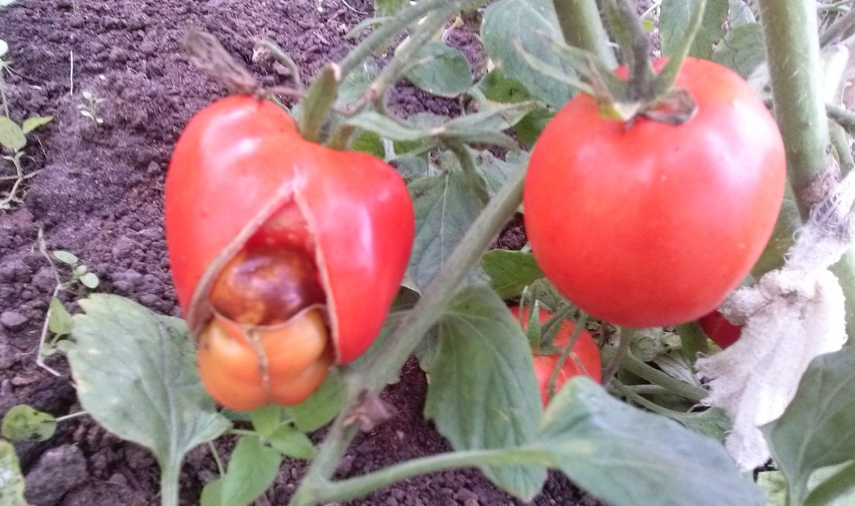 Kelmikad tomatid