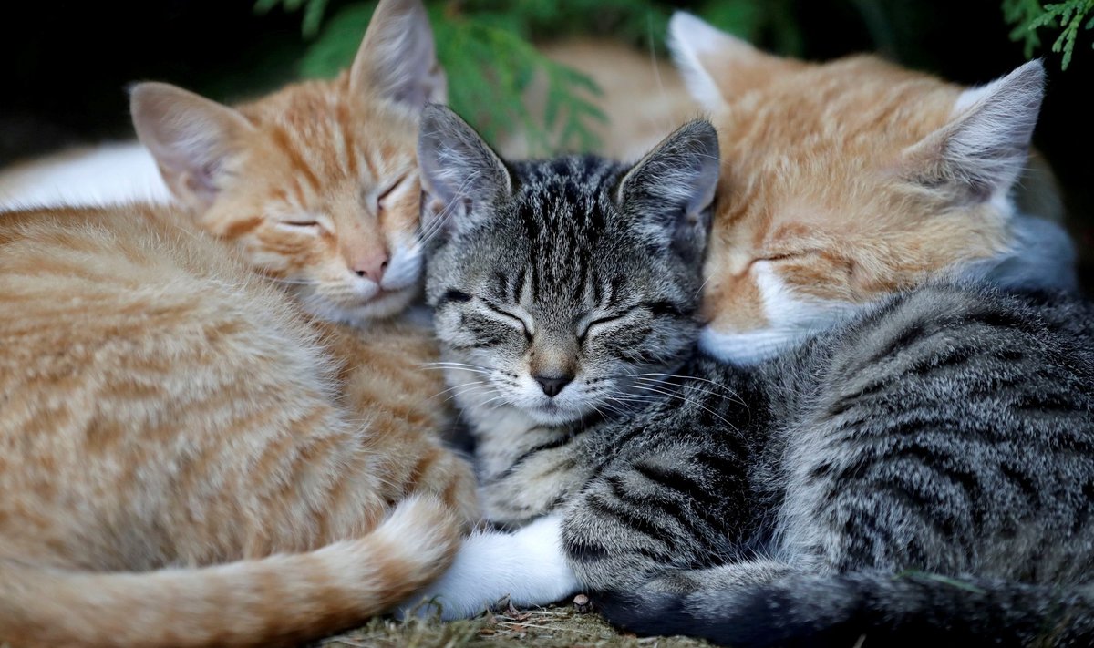 Magavad kassipojad