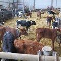 Beebibuum Viljandimaal: piimafarmis sündisid kolmikutest vasikad