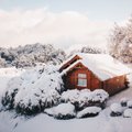 TALV AIAS | Kuidas kaitsta puid ja põõsaid lume, ereda päikese ja näriliste eest?