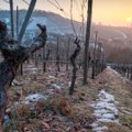 ФОТО | Ледяное вино: как делают знаменитое “айсвайн” и почему оно стоит так дорого?