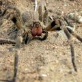 Maailma mürgiseima ämbliku hammustus on eriti piinav meestele