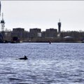 ВИДЕО: Удивительное зрелище — в Риге в водах Даугавы резвится дельфин