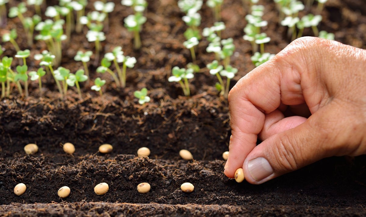 Suuremaid seemneid on soovitatav enne mulda panemist leotada.