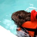 VIDEO: Küülik ravib liigesepõletikku basseinis ujudes