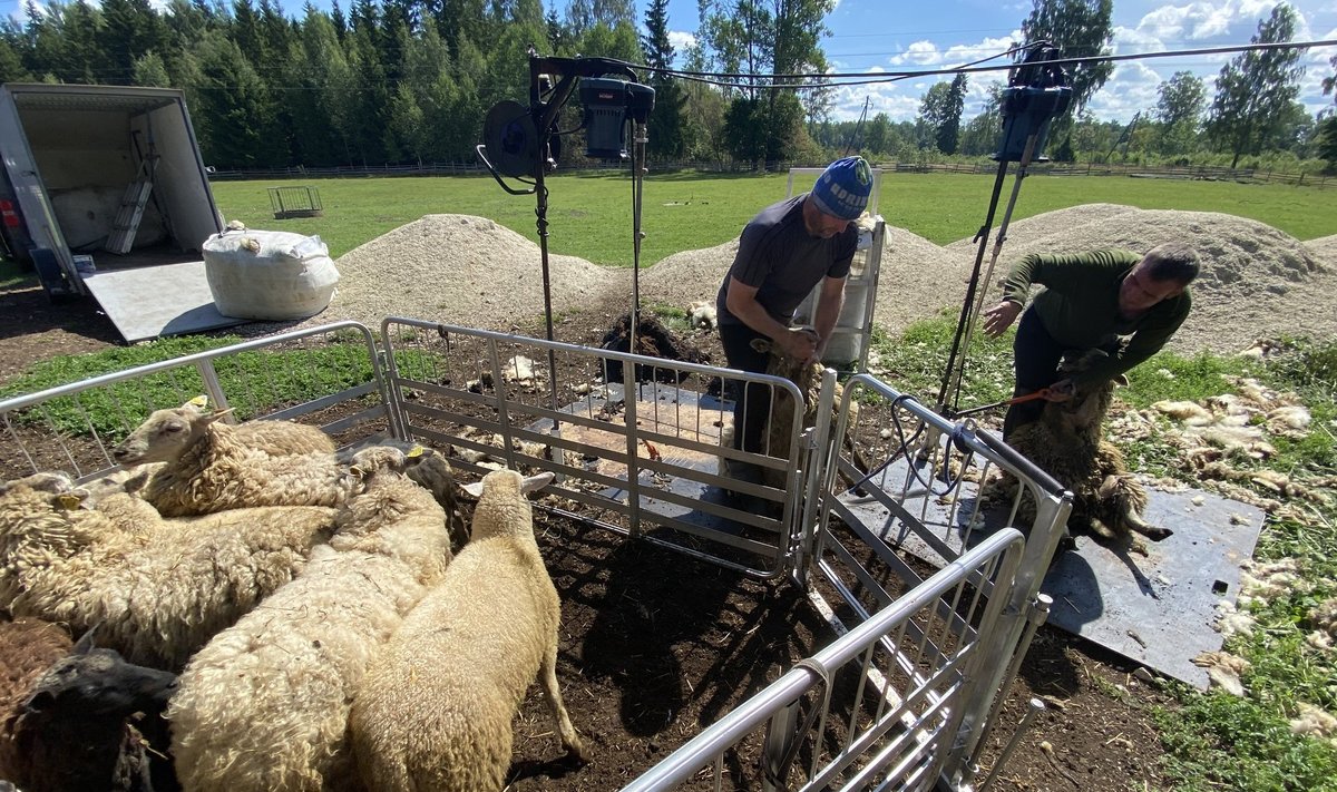 Naljalt ei leidu lambakasvatajat, kes poleks oma voonakesi Mehis Tamsalu (vasakul) ja Aigar Reinoldi käe alt  läbi lasknud.