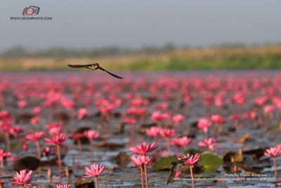 Lake Nong Harn 03