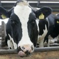 Euroopa Liit nõuab piiriületajast lehma tapmist
