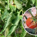 Miks tomat lõheneb ja lehed keerduvad? Tomatiekspert Ingrid Bender annab nõu