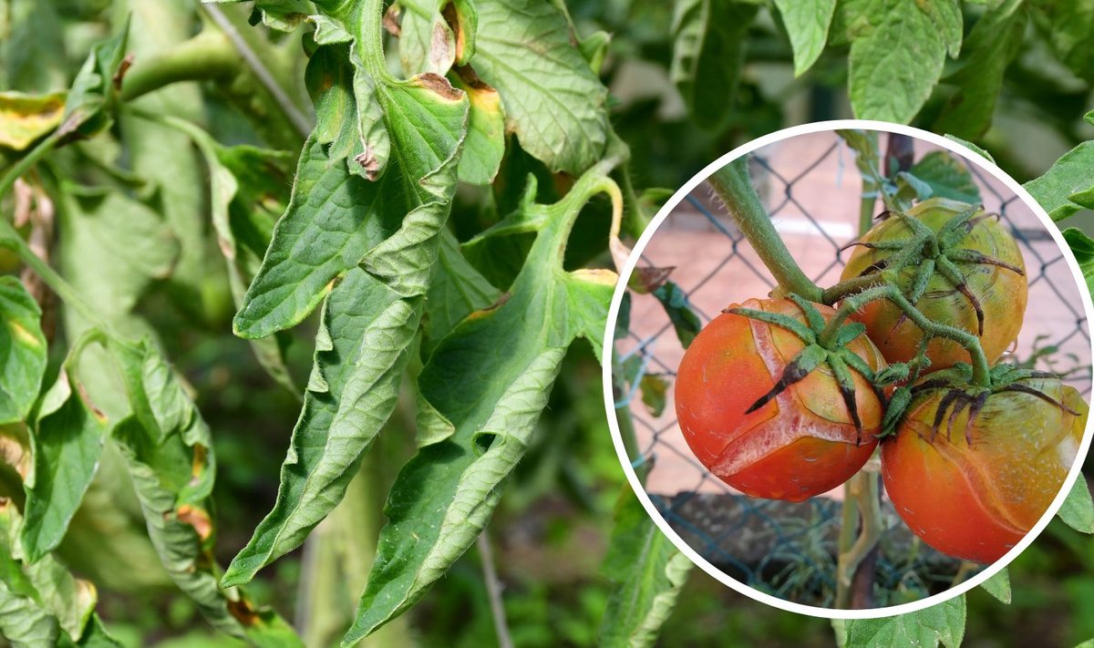 Tomatitaime võivad kimbutada nii keerdus lehed kui lõhenenud viljad.