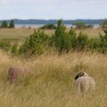 Riik ostab Saaremaal väikesadama