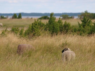 Vilsandi lambad 