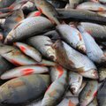 Hiiumaal ennustatakse taas kalade massisurma