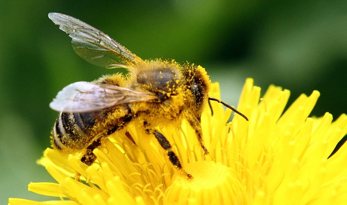 Õietolmune mesilane võilillel. 