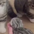 Armas VIDEO: Vaata, kuidas reageerivad pere kassid, kui neile uut imepisikest pereliiget tutvustatakse