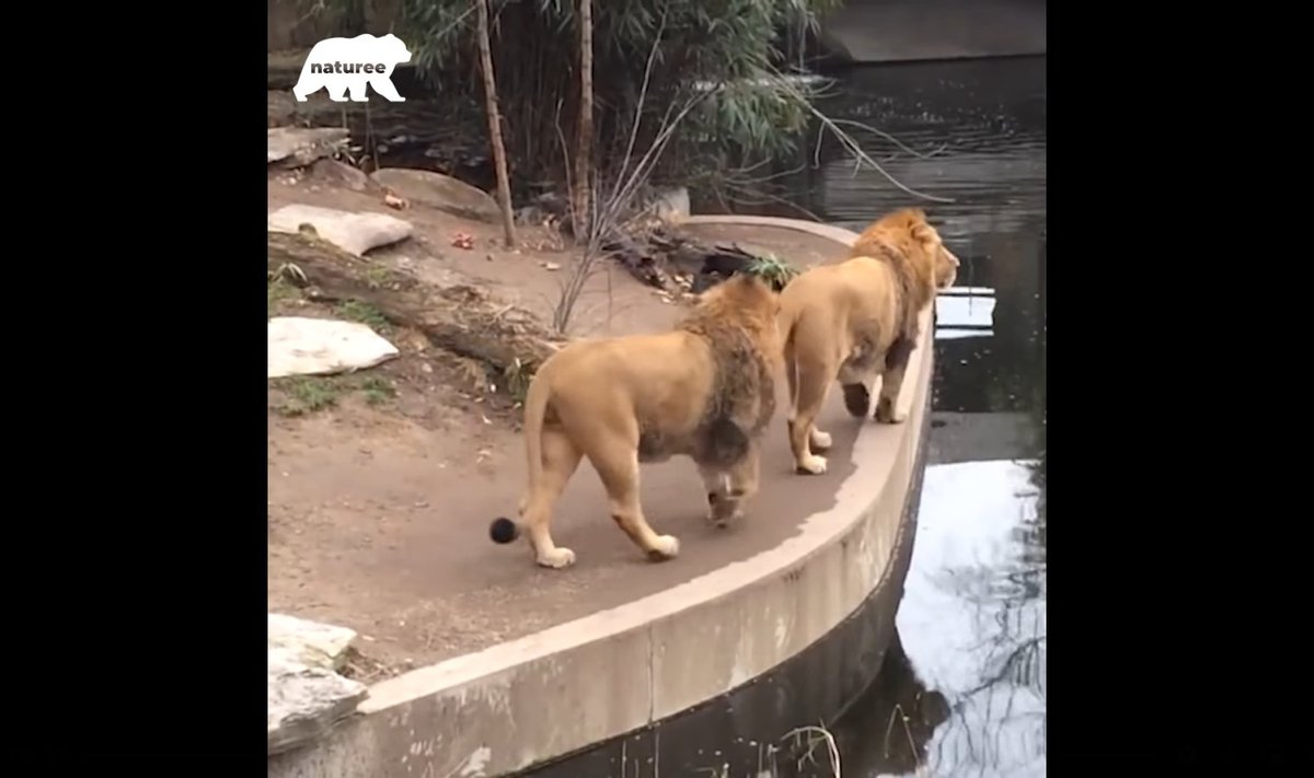 Lõvid jalutamas