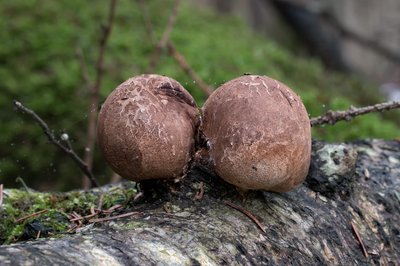 Трутовик берёзовый или губка берёзовая (лат. Fomitopsis betulina), по-эстонски – kasekäsn