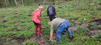 Žüriiliikmed uurivad lapilööjaga tehtud maapinna ettevalmistust, kuhu on istutatud väikesed männid.