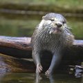 Täna on ülemaailmne loomade päev. Kus on Eesti loomakaitse saadik?