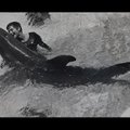 BBC: 60ndatel laborikatsete ajal delfiiniga seksuaalvahekorras olnud naine räägib avalikult esimest korda