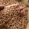 Selgus majas: miks Eesti nisu müüakse Aafrikasse, mitte näiteks Prantsusmaale? 