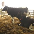 Innovatsioon maamajanduses: lehmade tiinuse kontrollimiseks piisab ka piimaproovist