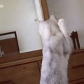 Humoorikas VIDEO | Vaata, kuidas reageerib kass, kui ta avastab ühtäkki, et tal on kõrvad
