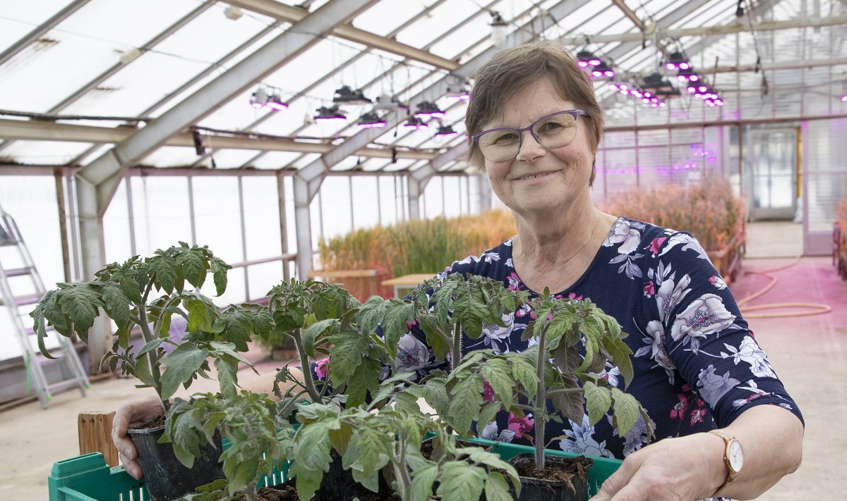 Maaelu teadmuskeskuse teaduril Ingrid Benderil on pikk tomatikasvatuse ja -aretuse kogemus.